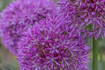 Allium paarse sensatie