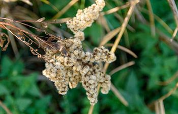 Niederländische Landschaft