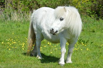 Le cheval scintillant