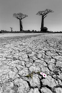 Baobab woestenij met bloem