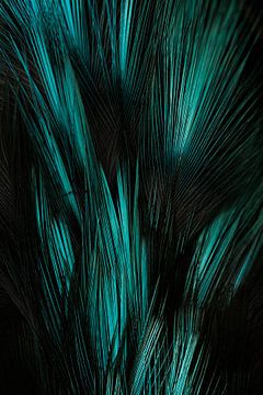 Verenpracht ijsvogel