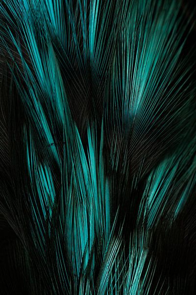 Feathered kingfisher by Danny Slijfer Natuurfotografie