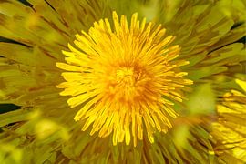 Löwenzahnblüte, Abstrakt