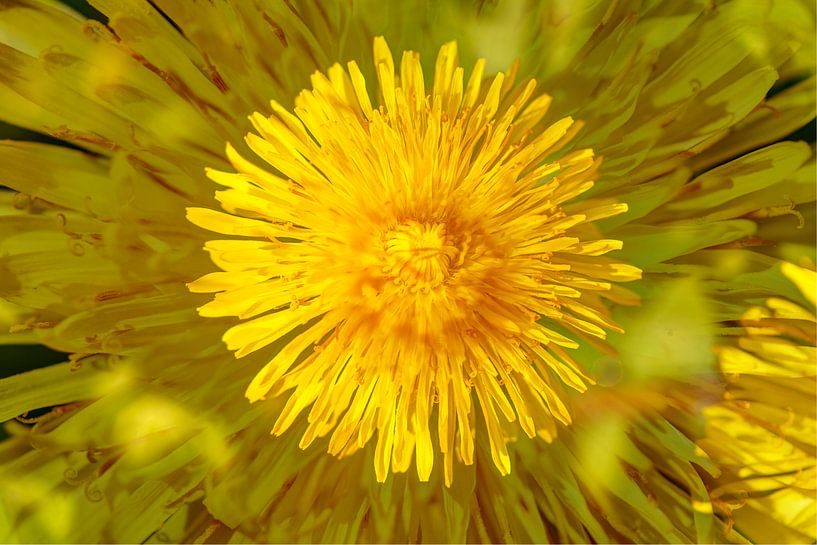 Blossoming Dandelion (Taraxacum) by Torsten Krüger