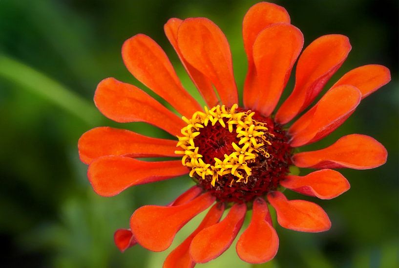 Zinnia by Maickel Dedeken