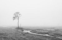 Eenzaam in de mist von Raoul Baart Miniaturansicht