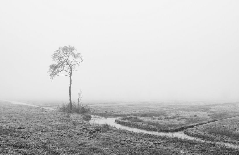 Eenzaam in de mist von Raoul Baart