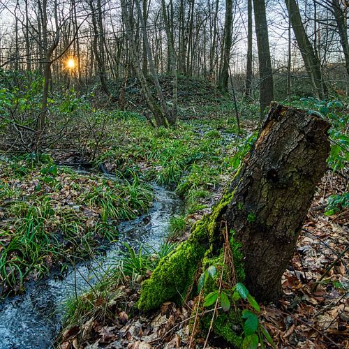 Brook in the forest with sunset
