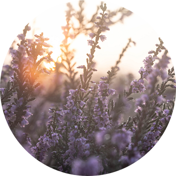 Rozendaalse veld part 15