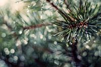 Morning dew
