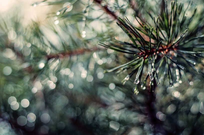 Morning dew by Ashley van der Zon