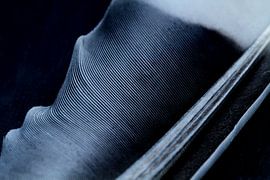 Feather by Angelique Faber