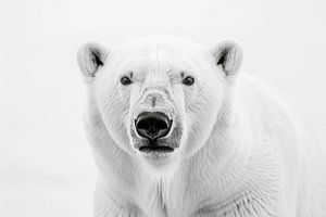 Eisbär - Schwarzweißfotografie für Arktisliebhaber