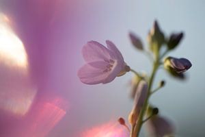 Pinksterbloem van Arjen Hartog