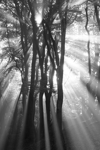 Sonnenaufgang durch die Bäume von Arjan Keers