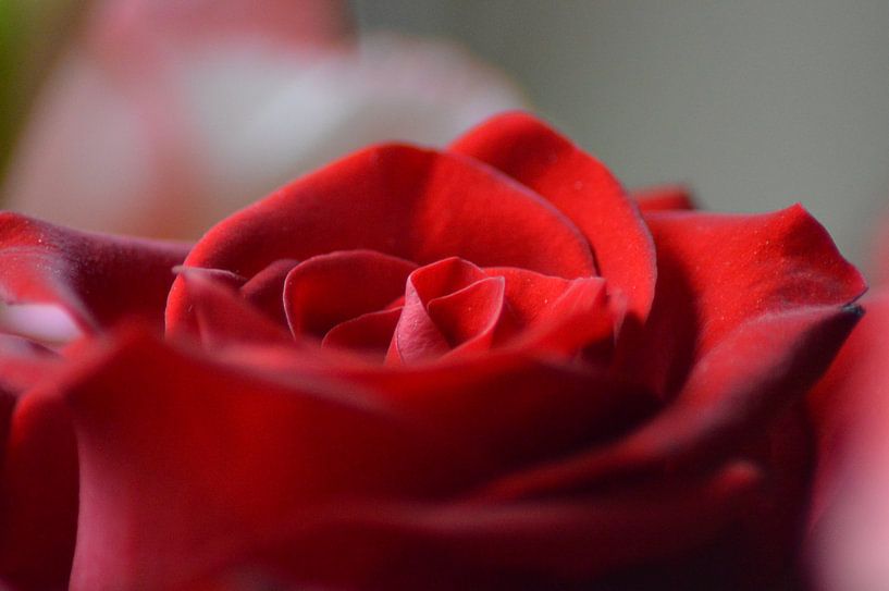 eine rote Rose von Joke te Grotenhuis