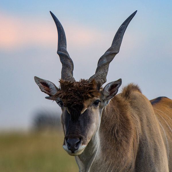 Eland Antelope by Peter Michel