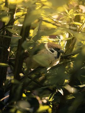 Bird in bushes