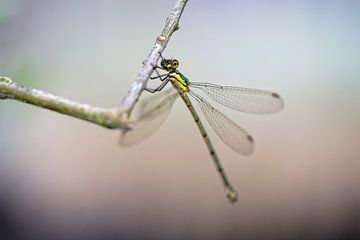Dragonfly by Miranda van Hulst