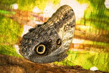 rustende vlinder in het  regenwoud van Rietje Bulthuis
