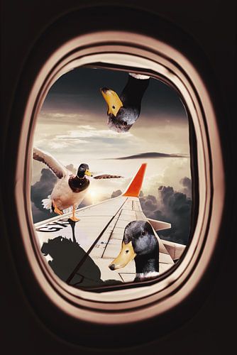Beeldmanipulatie Eenden Meeliftend met Vliegtuig - Speels en Inspirerend Kunstwerk