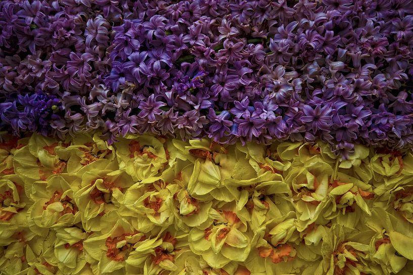 Bloemencorso bollenstreek 2012 by foto-fantasie foto-fantasie