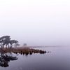 Reflet dans le brouillard, Strijbeek, Strijbeekse heide, Brabant septentrional, Hollande, image brou sur Ad Huijben