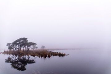 Reflet dans le brouillard, Strijbeek, Strijbeekse heide, Brabant septentrional, Hollande, image brou