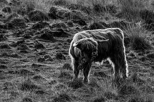 Wiese in Schwarz-Weiß - Schottische Highlander in Monochrom