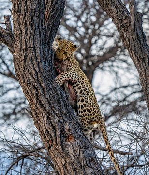 Leopard nach erfolgreicher Jagd Namibia, Afrika von Patrick Groß