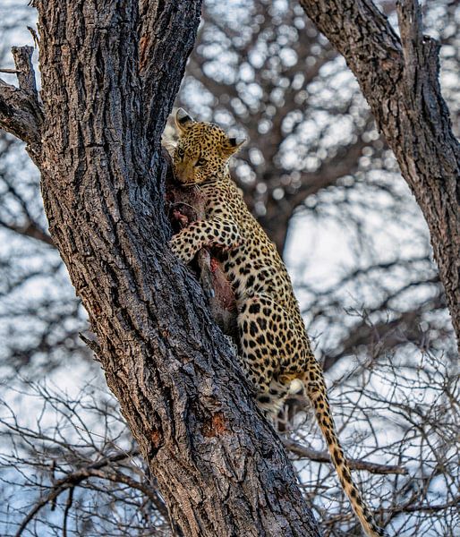 Leopard after successful hunt Namibia, Africa by Patrick Groß