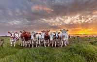 Koeien met zonsondergang von Ben Bokeh Miniaturansicht