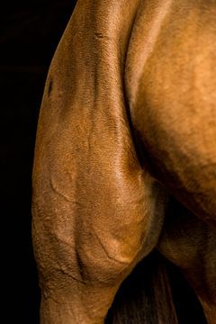Close-up paard 7 van Lina Heirwegh