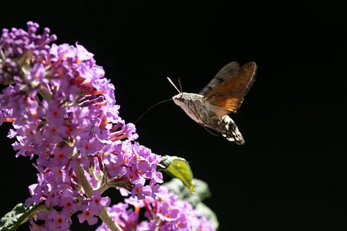 Hummingbird moth and butterfly bush