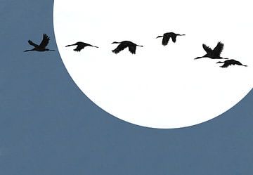 Zonsondergang Kraanvogel - Blauw