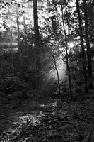 Schönes Licht im Wald