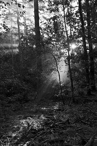 Belle lumière dans la forêt