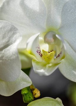 Witte Orchidee Macro Foto van Alex Neumayer