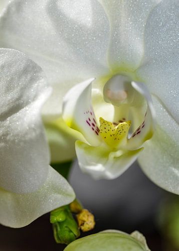 Witte Orchidee Macro Foto