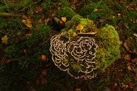 Moosige Miniatur