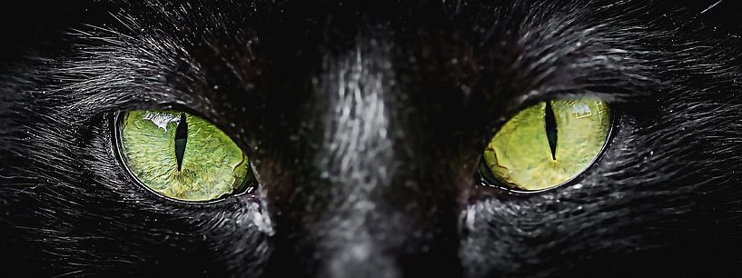 Through the eyes of the cat (Panorama) by Fotografie Jeronimo