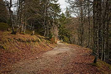 Wald in der Nähe des Lac Vert in den Vogesen