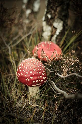 Twee rode paddenstoelen op de hei | Nederland | Natuur- en Landschapsfotografie