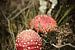 Deux champignons rouges sur la lande | Photographie de la nature sur Diana van Neck Photography