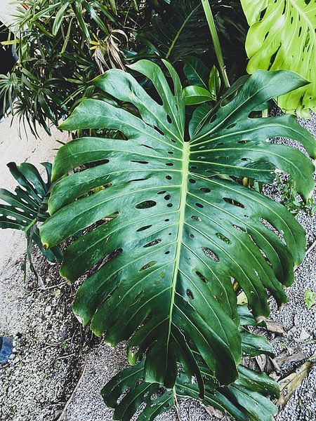Monstera by Hello Pompoyo
