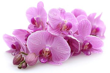 orchid on white background by Egon Zitter