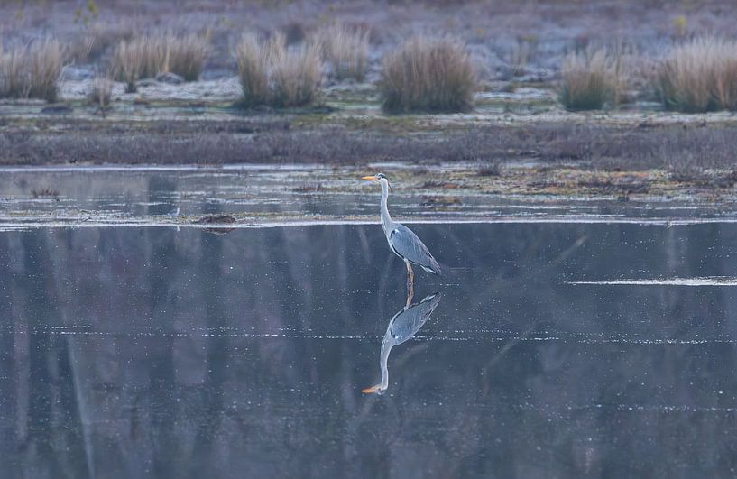 Heron during sunrise Dwingelderveld - Drenthe (Netherlands) by Marcel Kerdijk
