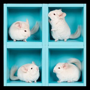 Weißes Chinchilla in einer blauen Box
