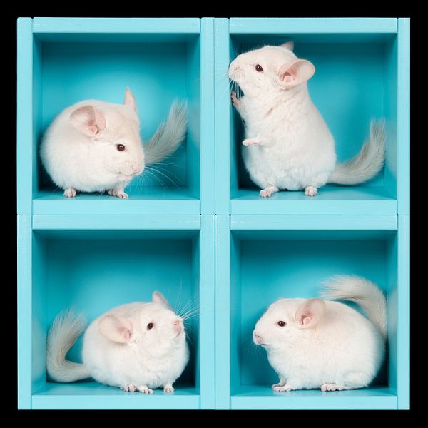 Weißes Chinchilla in einer blauen Box von Elles Rijsdijk
