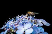 Hoverfly on purple flowers